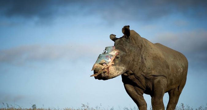 Rhino