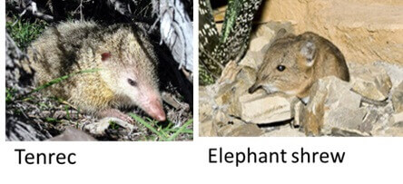 elephantshrew