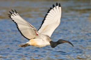 In flight