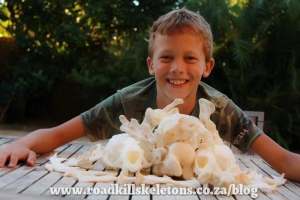 Sealskulls