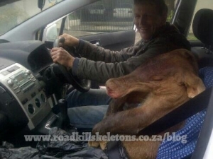 aardvark-in-car